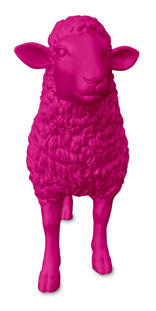 Schaap magenta