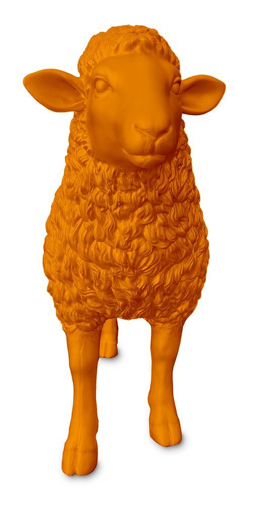 Schaap oranje
