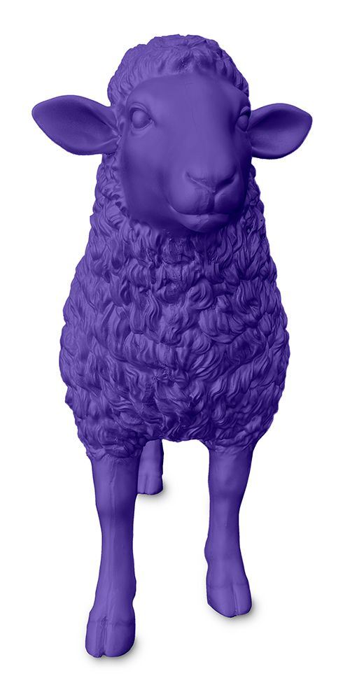 Schaap paars