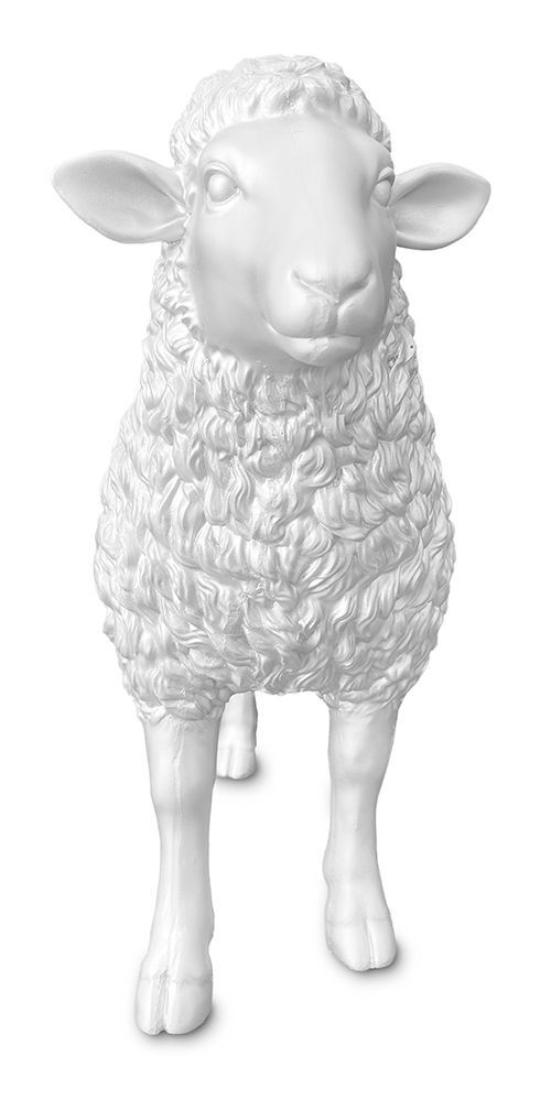 Schaap wit