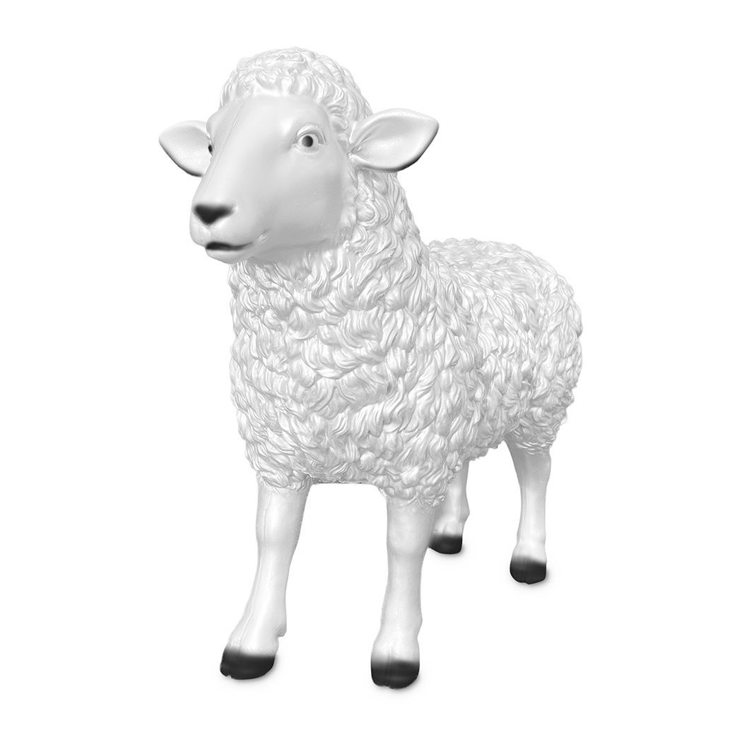 Schaap wit