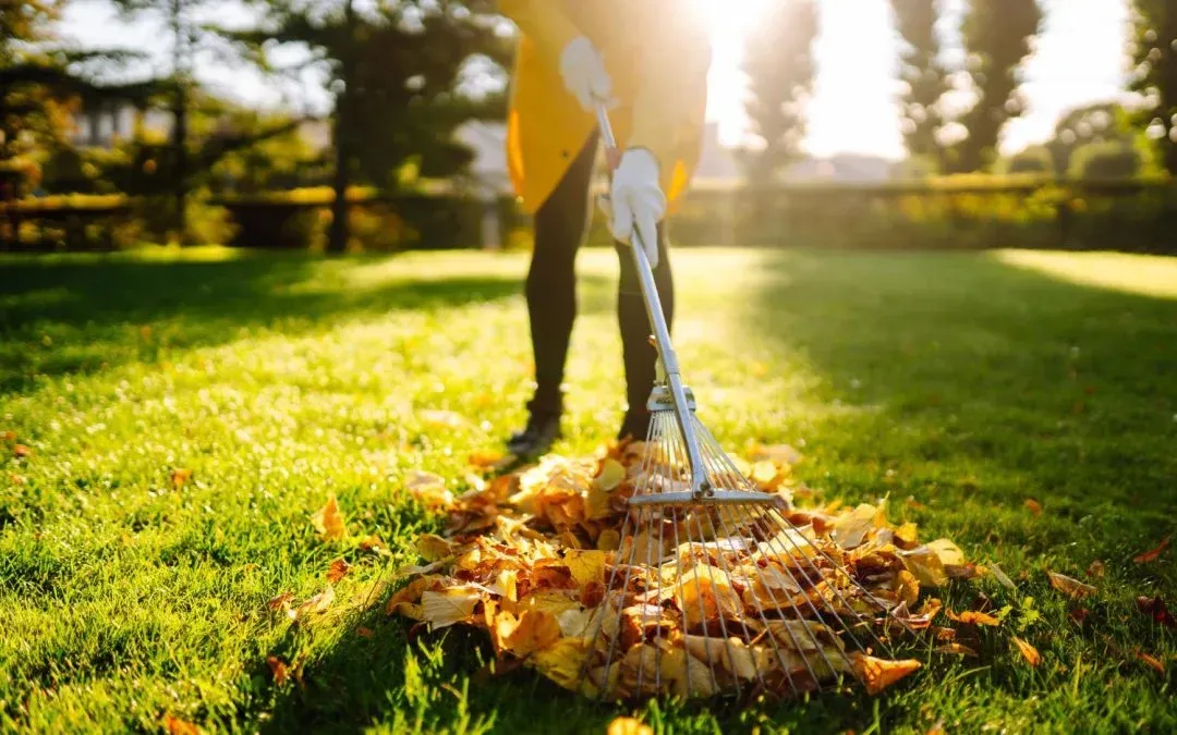 Person raking autumn leaves in a sunlit park with green grass and trees