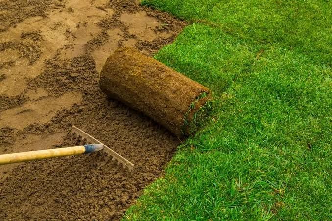 Lawn being rolled out beside a muddy patch, with a rake in the foreground