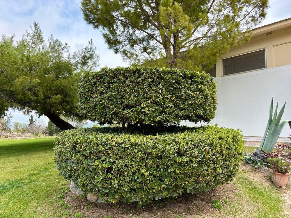 Topiary shrubs trimmed into two stacked rounded shapes in a sunny garden yard