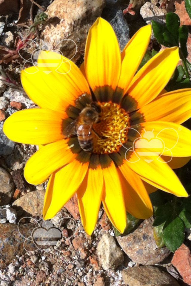 ape su fiore giallo