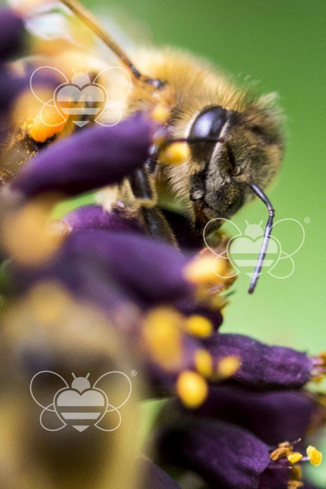 impollinazione api