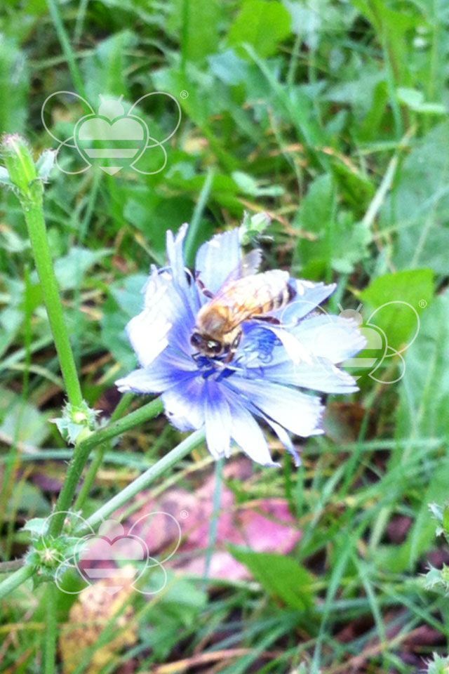 ape su fiore biellese