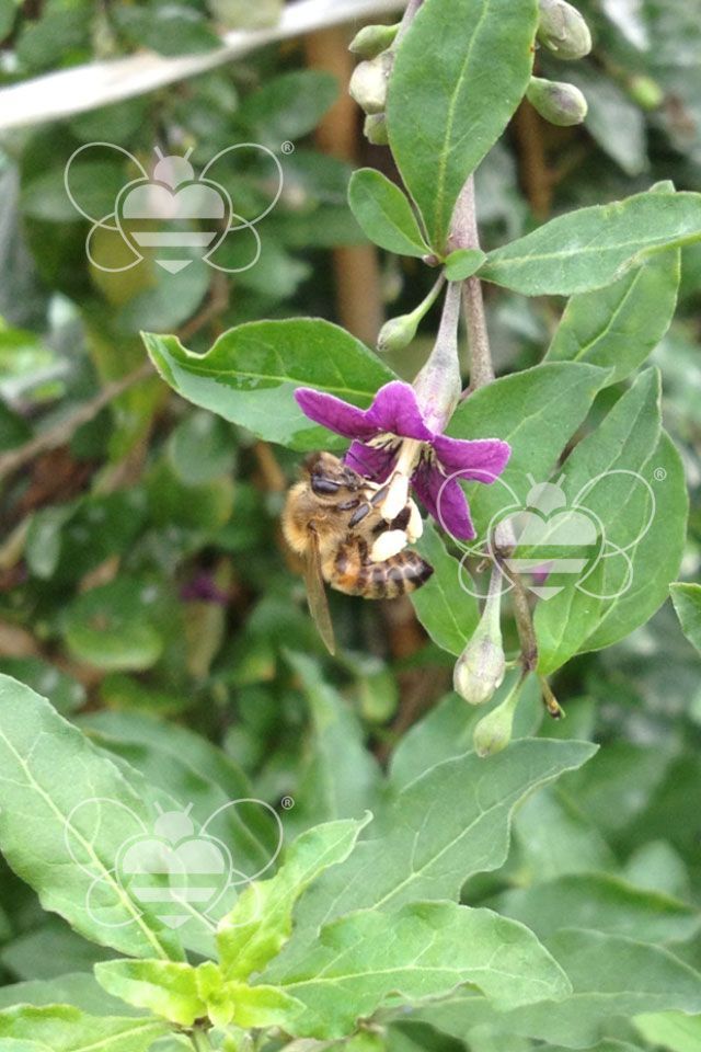 ape succhia nettare fiore