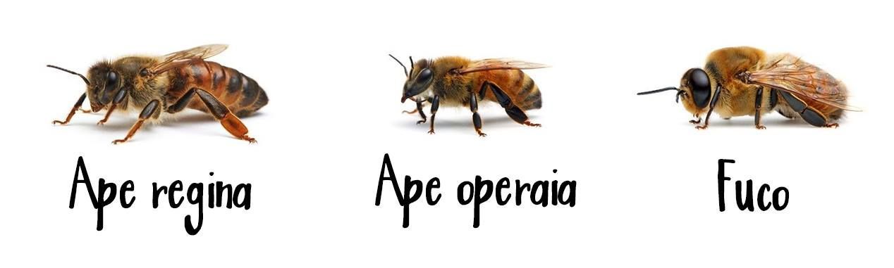 api a confronto