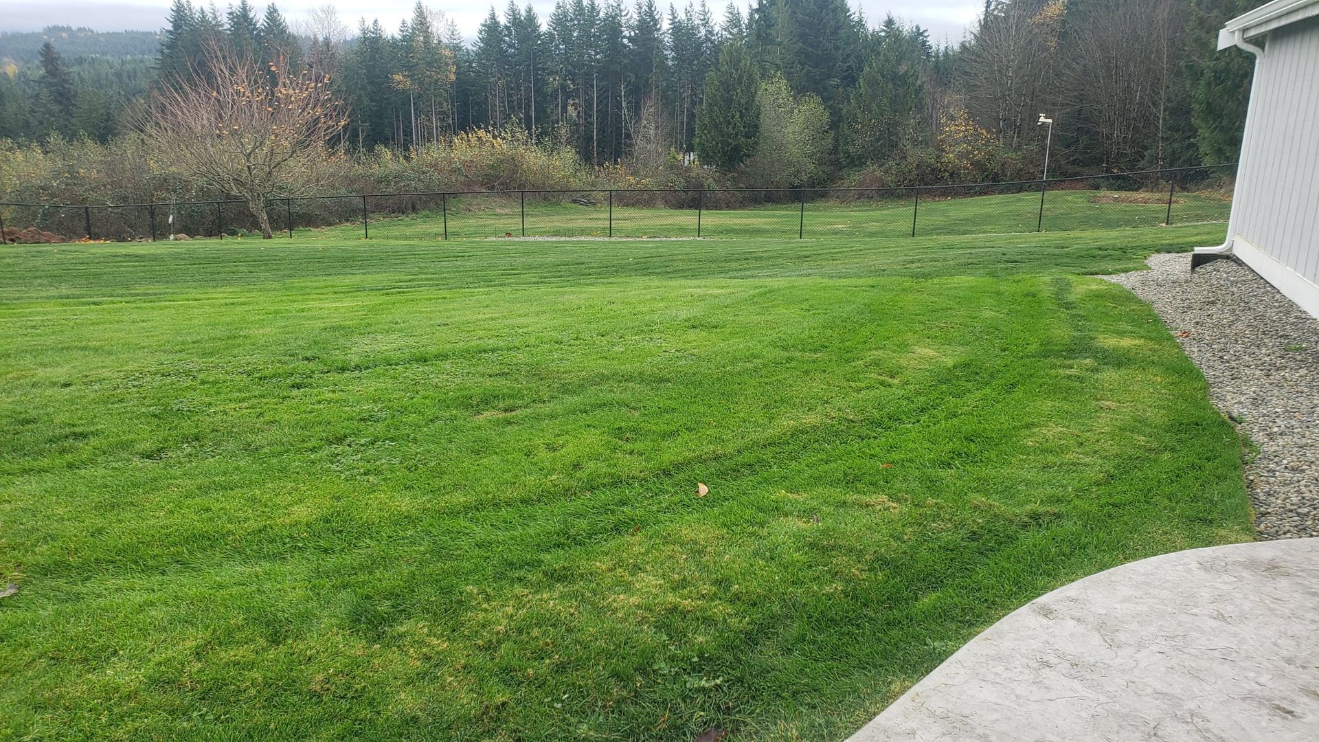 Green lawn, trees in background, gray overcast sky.