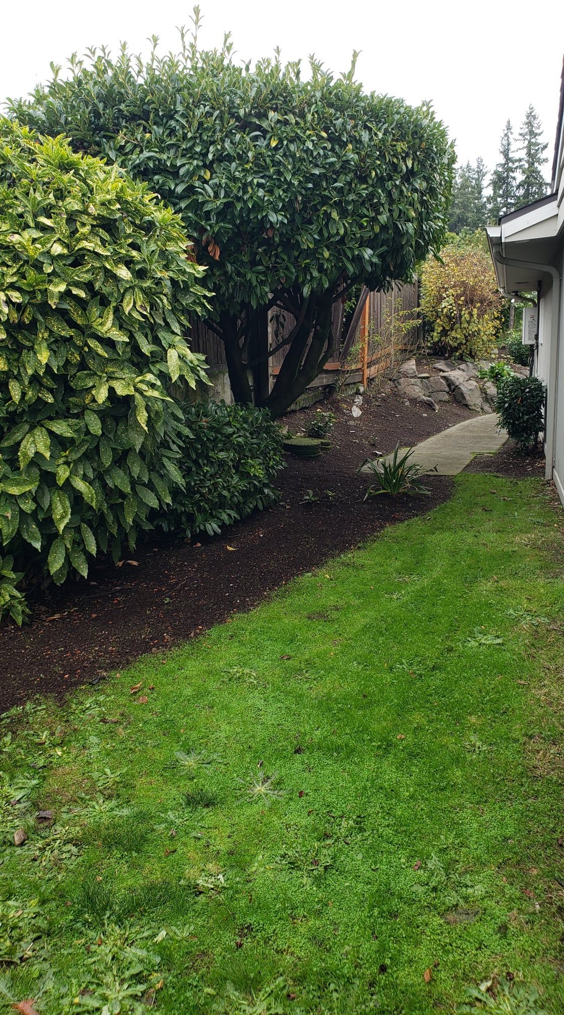 Lush green lawn next to a path with mulch and bushes, some are yellow-green. A building's side is on the right.