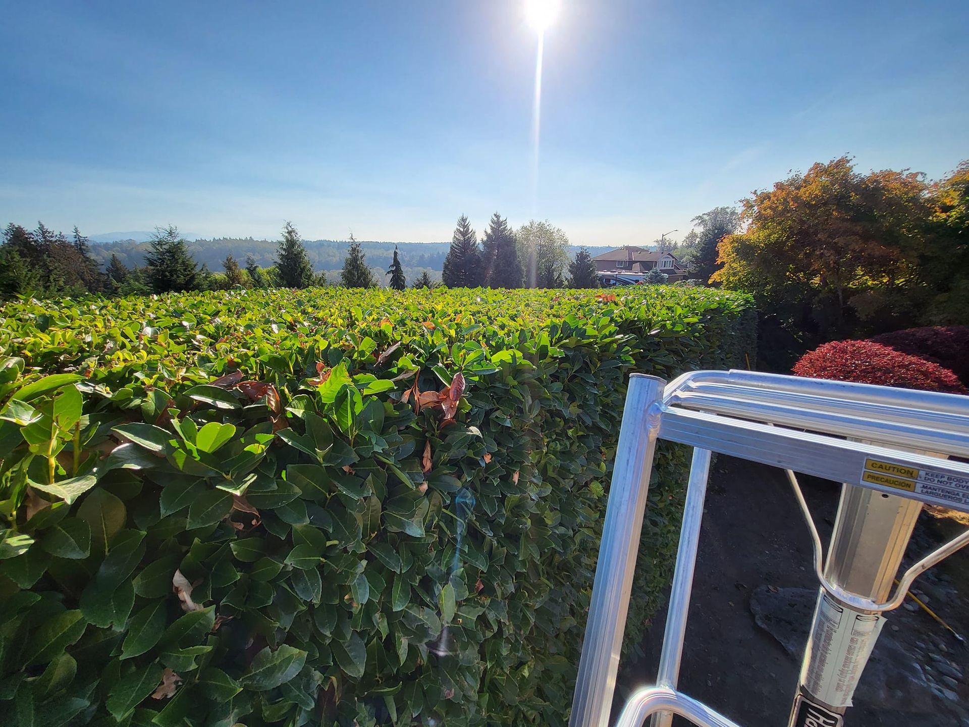 View of a vibrant green hedge row under a bright sun with a ladder in the foreground.