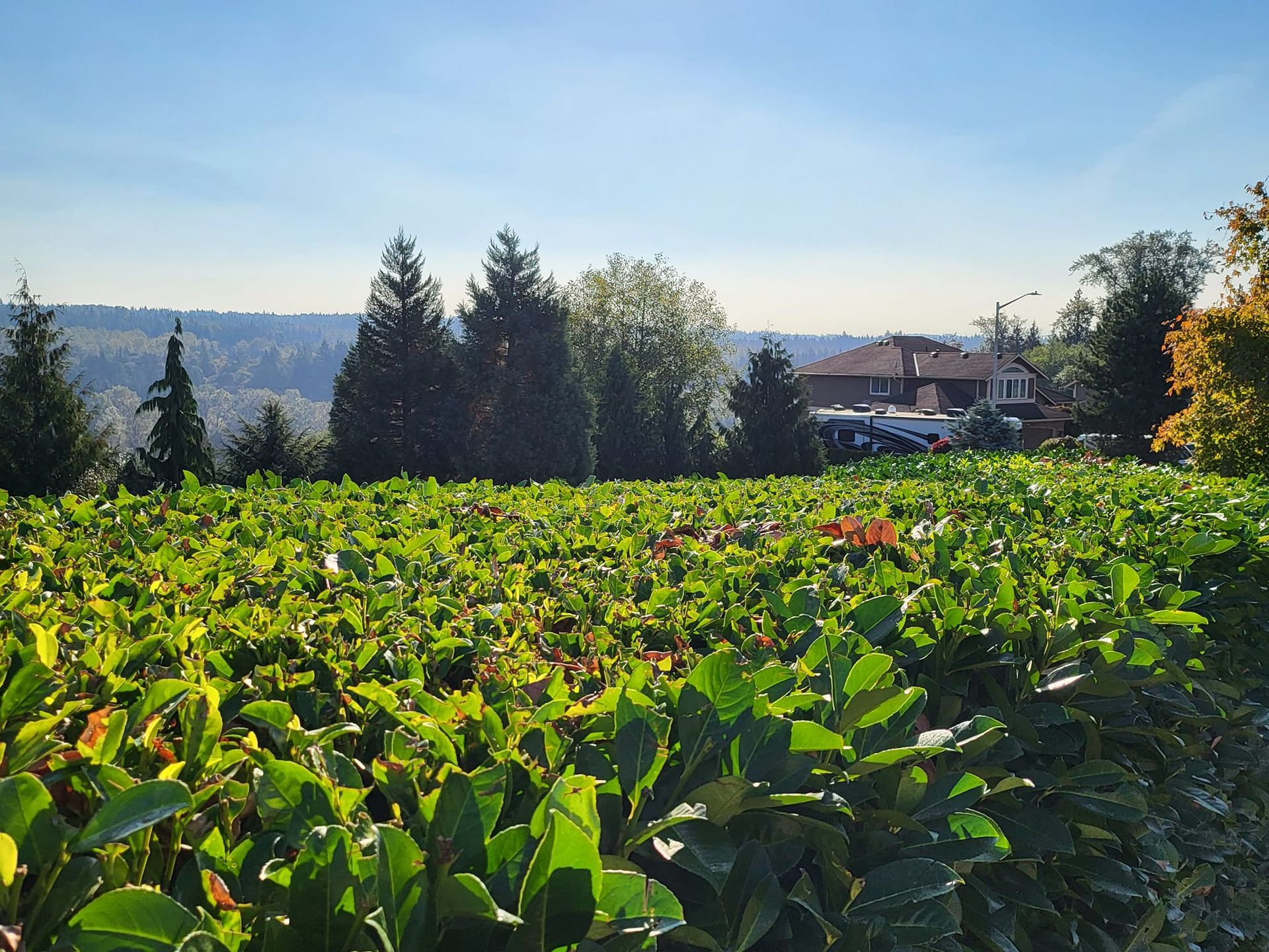 Lush green hedge in foreground, evergreen trees and houses in background under a blue sky.