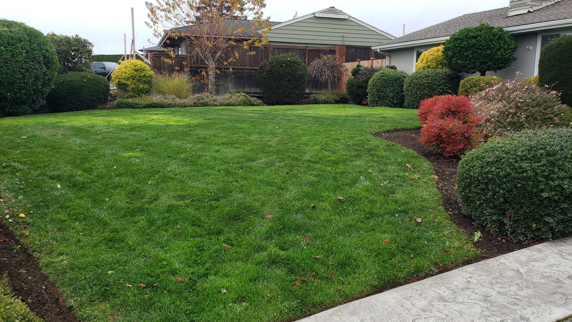 Green lawn with shrubs and a house in the background. Various colored bushes frame the lawn.
