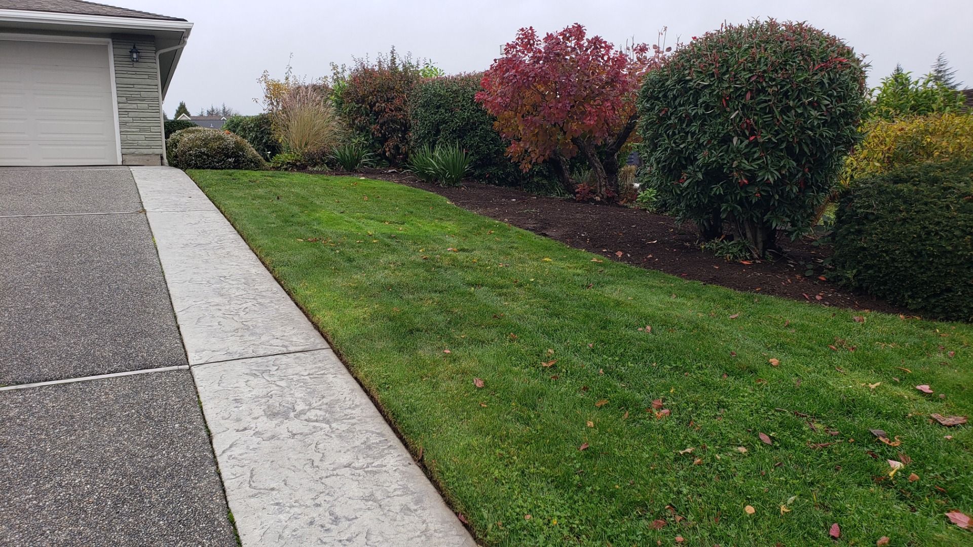 Green lawn next to a concrete sidewalk and driveway, with bushes and a house in the background.