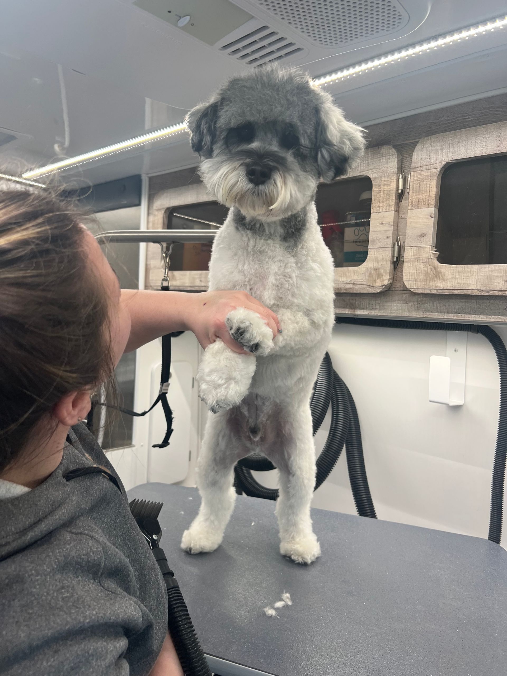 Book Now Mobile Pet Groomers Near Me