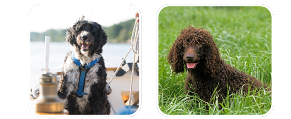 Best Mobile Dog Grooming in Cocoa | Cat & Dog Groomers Nearby - Mobile Pet Grooming Near Me