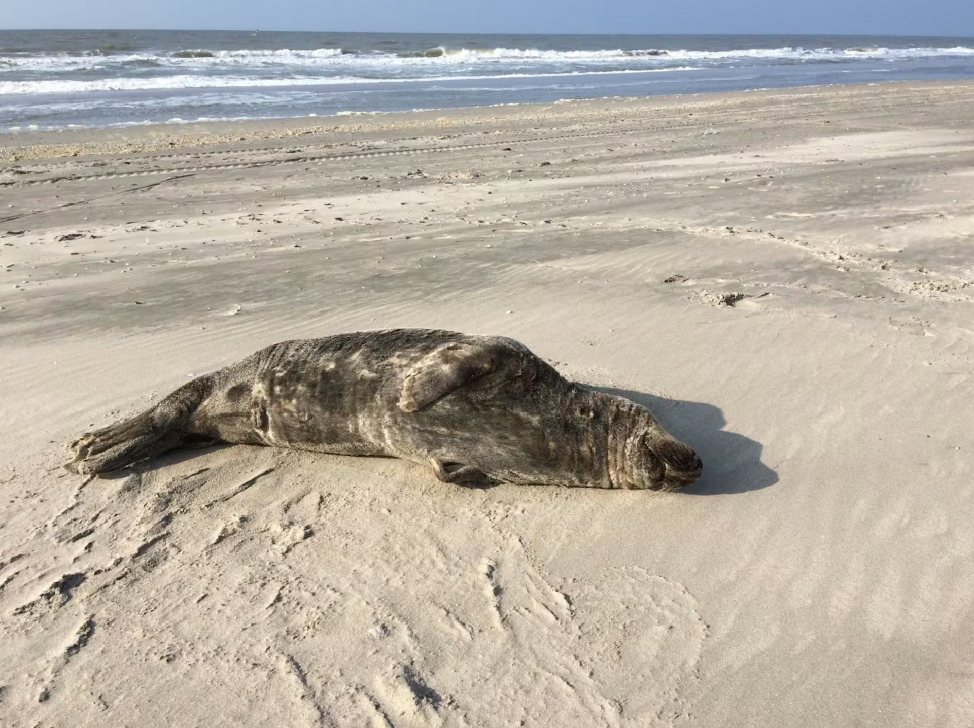 Zeehond