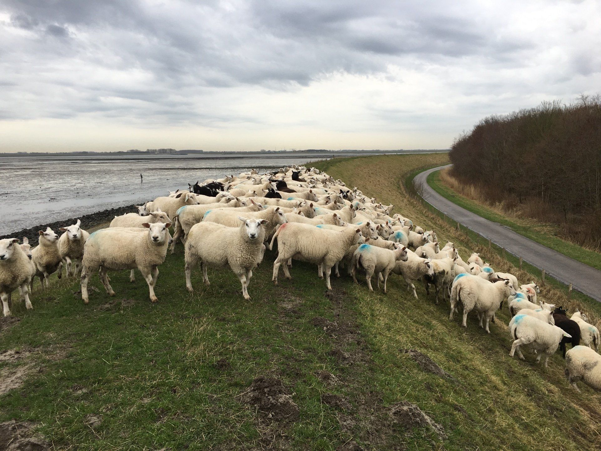 Lam van Beveland