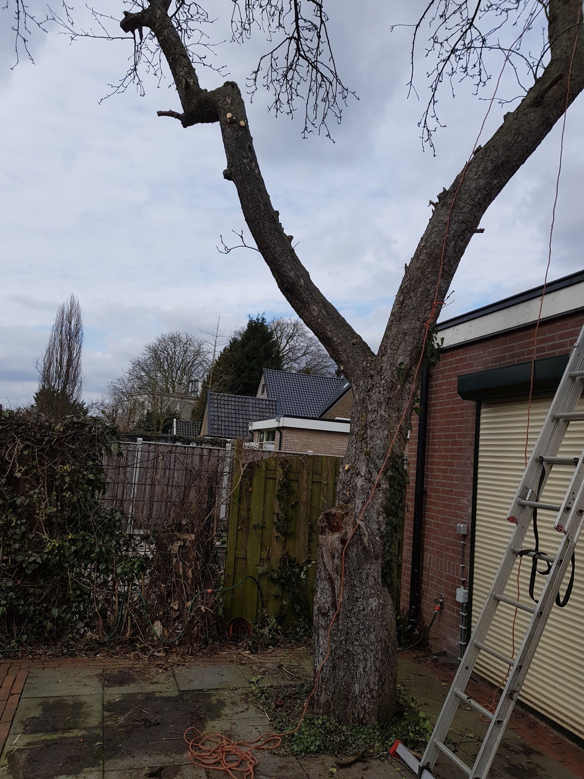 bomen,boom,omhalen,neerhalen,kettingzaag,gevaarlijk,hoog,hoge