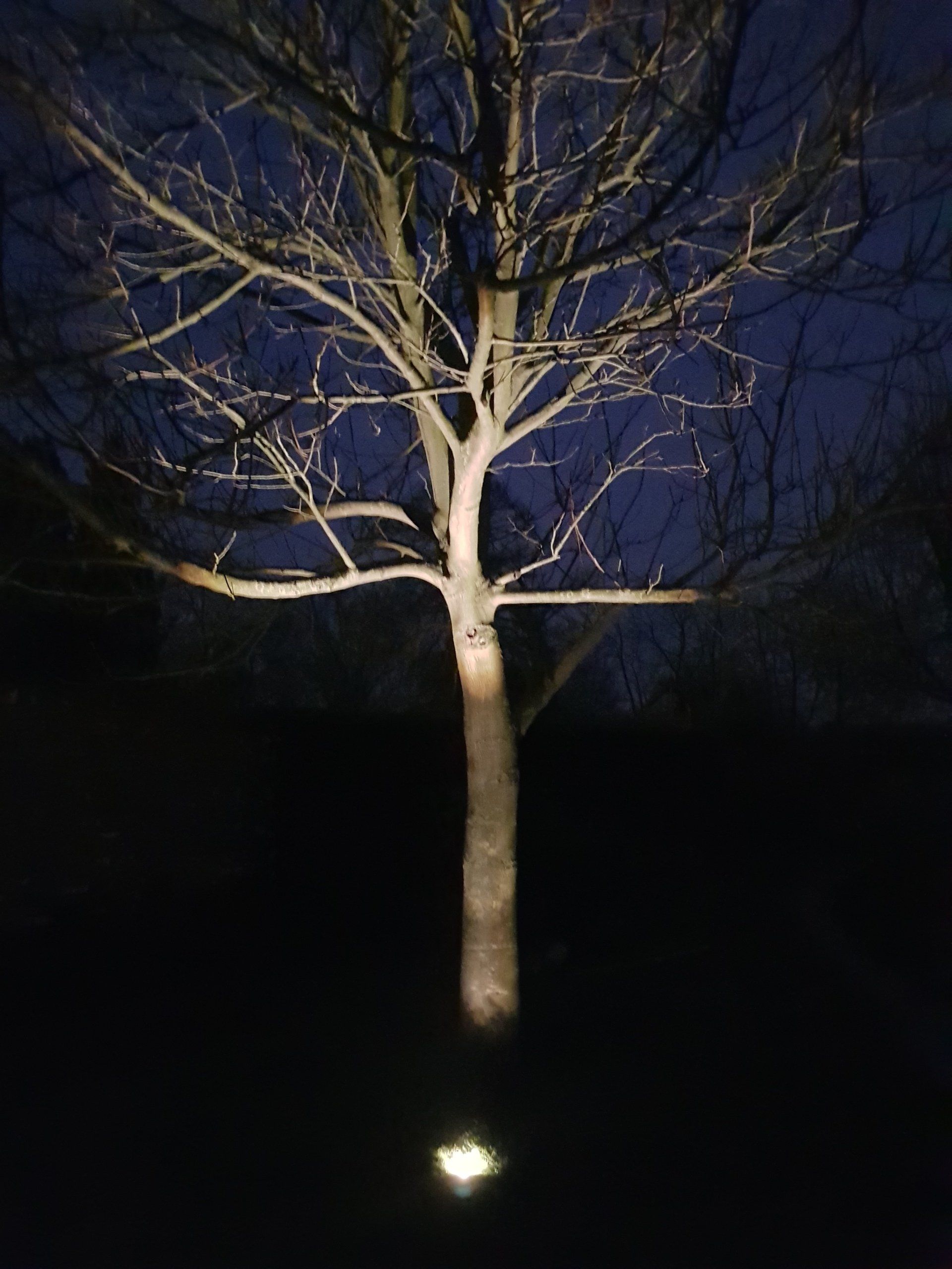 Inlite,sfeerverlichting,bomen,boom,belichtingsplan,uitlichten