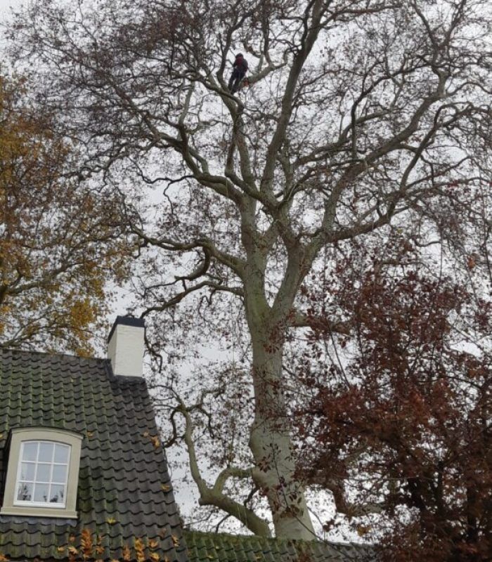 boom,rooien,neerhalen,omzagen,onderhoudssnoei,begeleidingssnoei