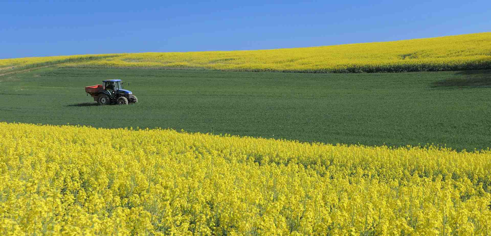 Traktor auf einem Rapsfeld