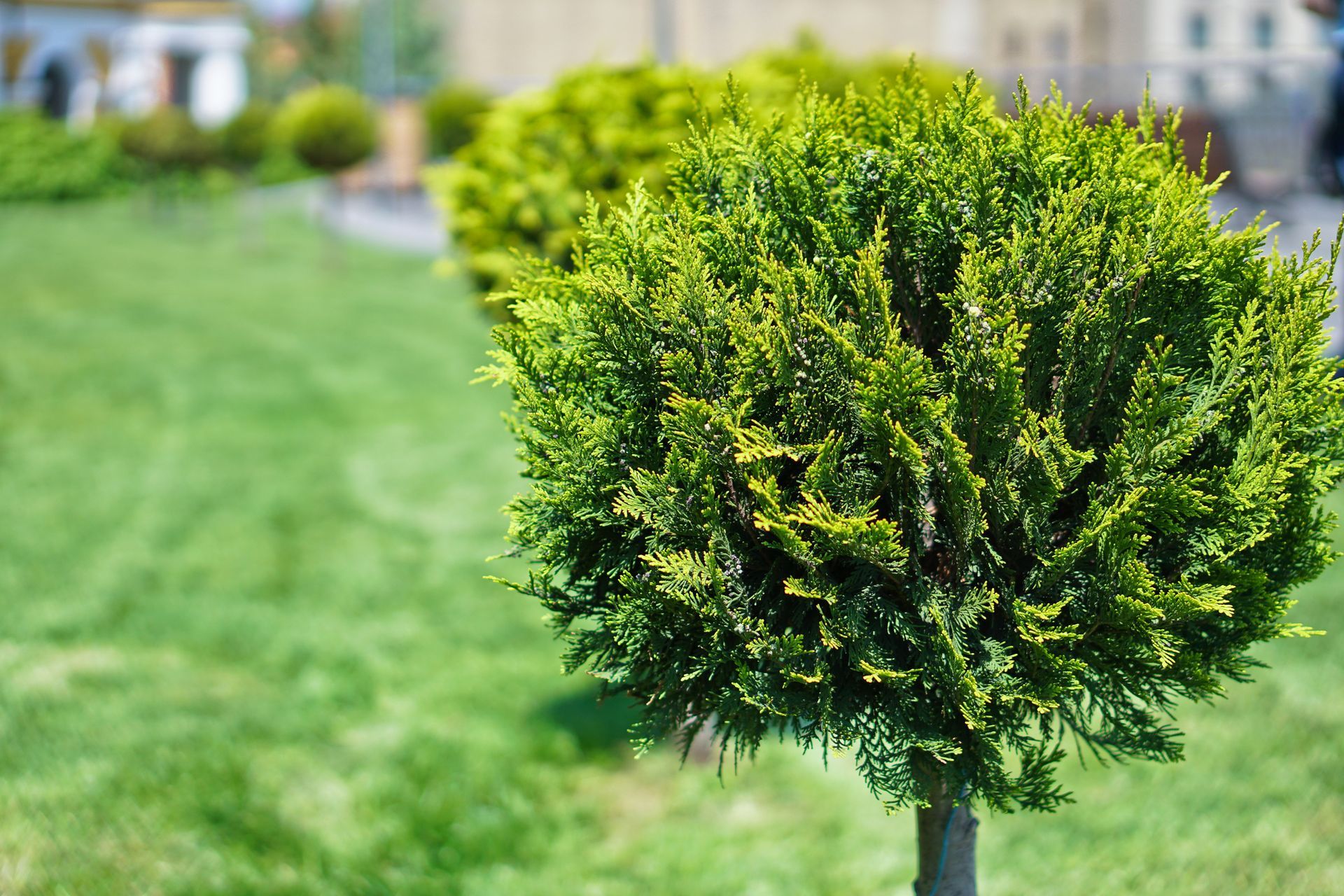 a small tree in the middle of a lush green field .