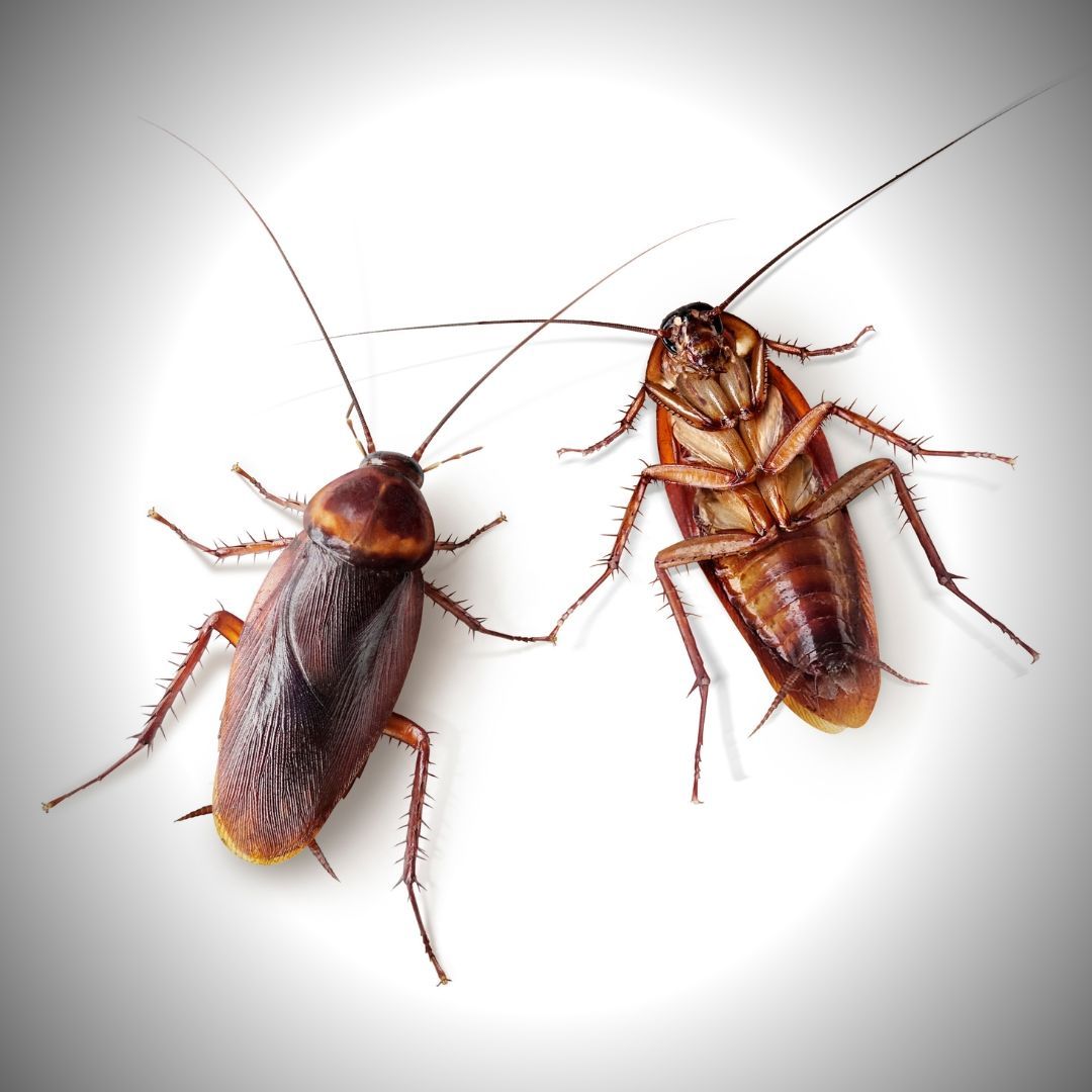 8 Summer Pests to Watch Out for in Don’t let these common insects of Australia get the better of you