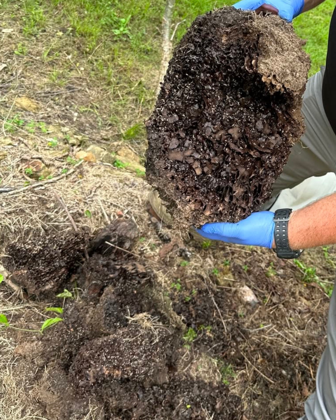 Termite activity found in timber during a professional termite inspection in South East Queensland