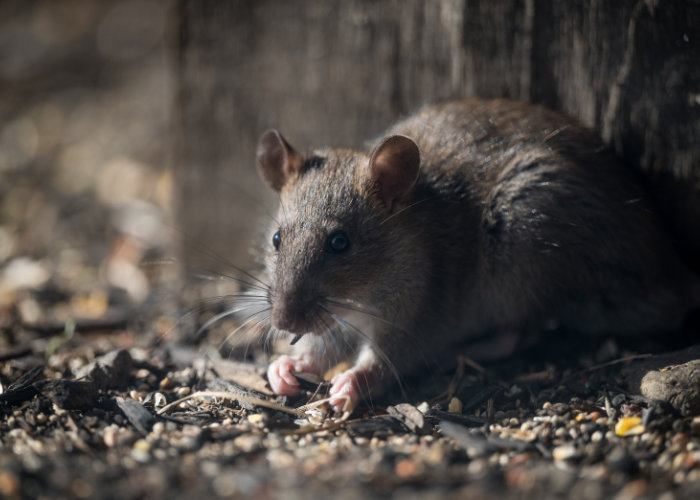 Professional rodent control targeting rat infestations in Queensland properties
