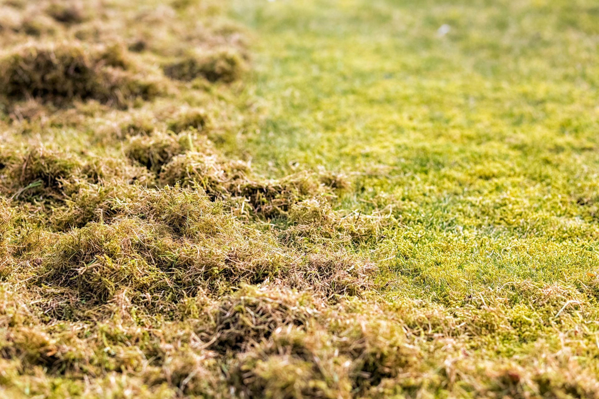 Thick thatch on lawn, compared to healthy grass on the right.