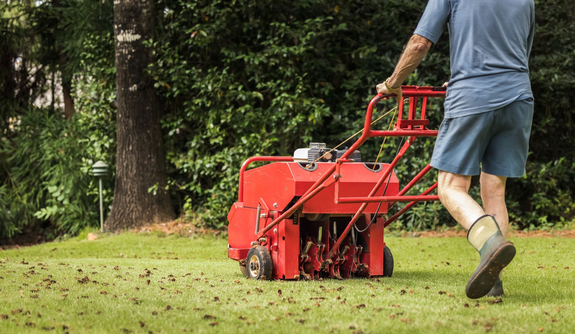 Man aerates lawn with a red machine, green grass, tree background.