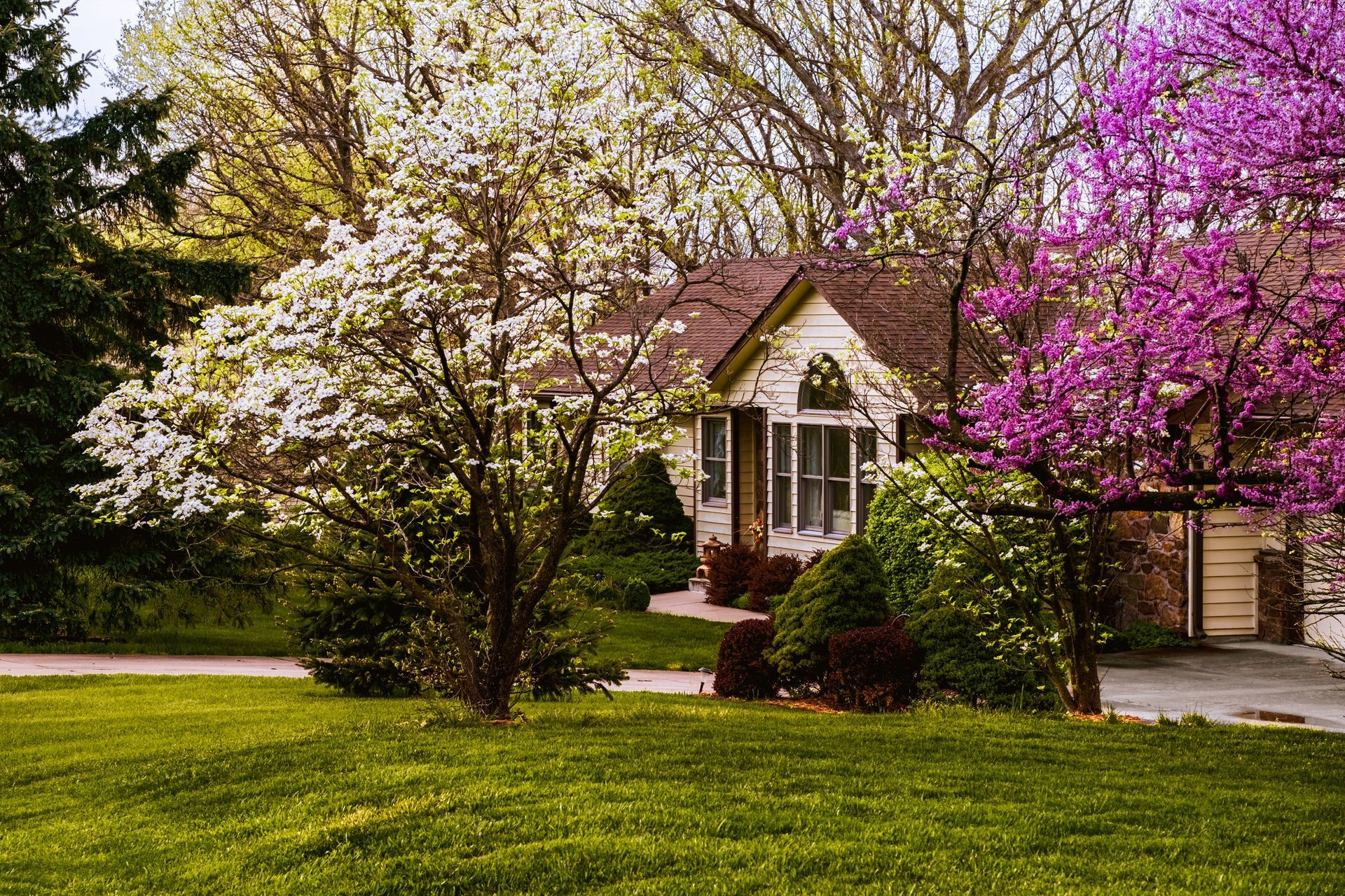 House with white and pink flowering trees in front yard.