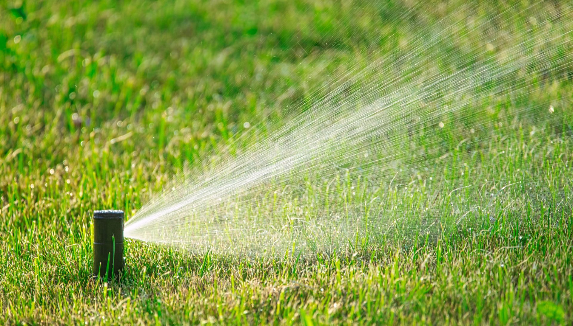 Sprinkler spraying water onto a green lawn on a sunny day.