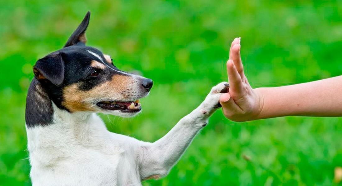 OSECAN - Adiestramiento para obediencia