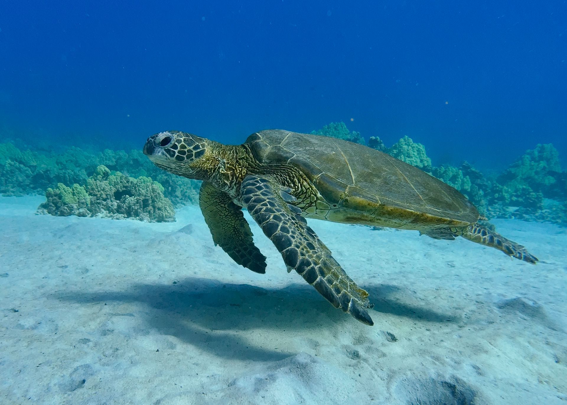 Sea turtle swimming over a sandy seabed in clear blue water