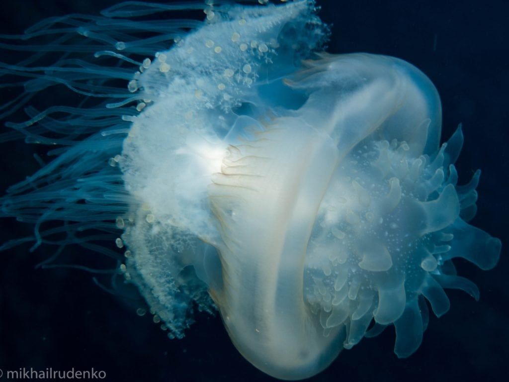 a photo of a jellyfish by mikhailrudenko