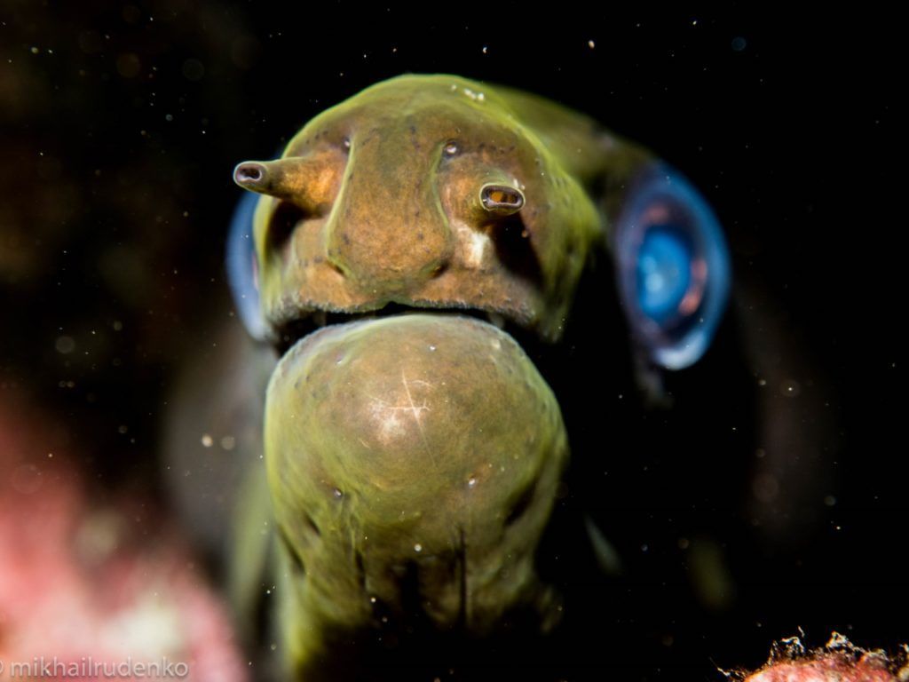 a picture of a eel taken 