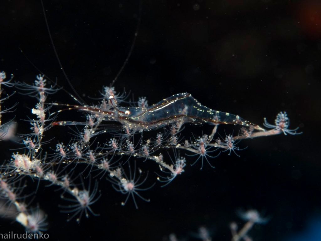 a picture of a shrimp with the name nailrudenko at the bottom