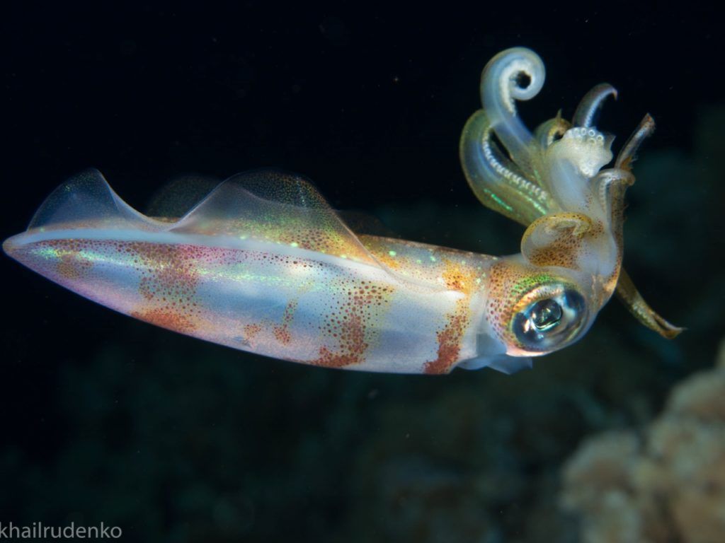 a picture of a squid by khairudenko