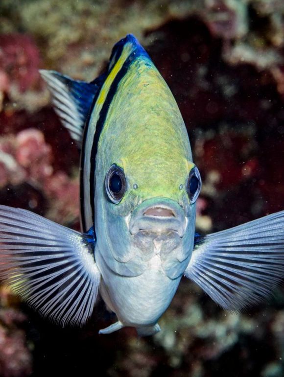 a close up of a fish with its mouth open