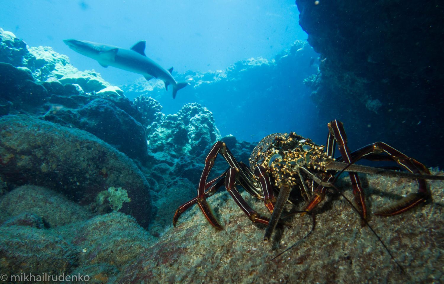 a lobster is sitting on a rock in the ocean with a shark in the background 