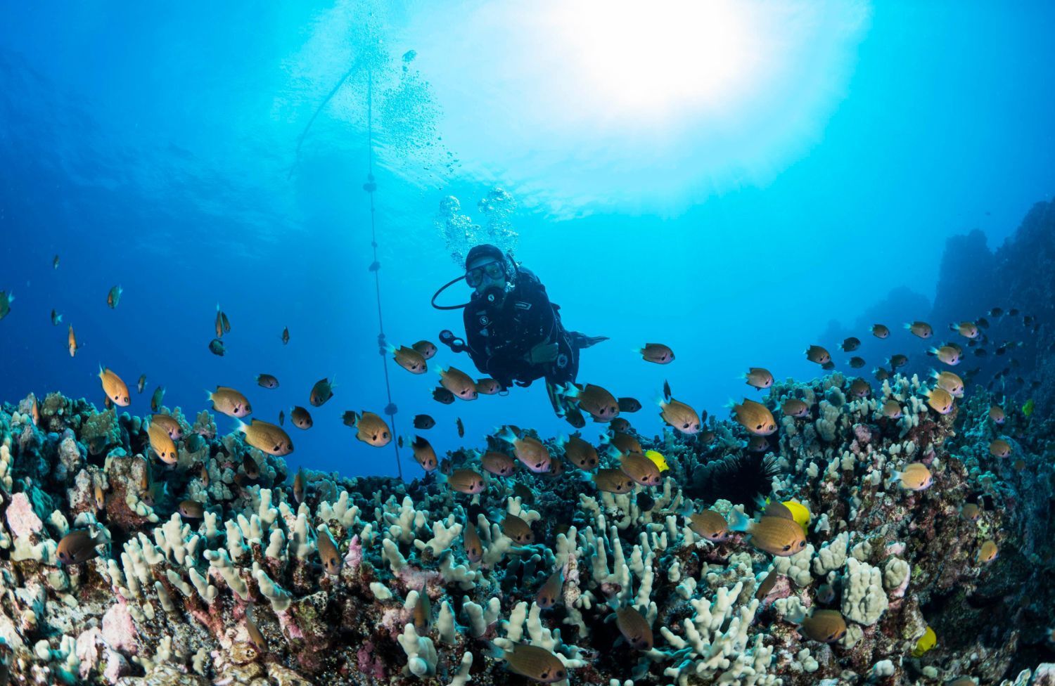 A scuba diver is swimming over a coral reef surrounded by fish.