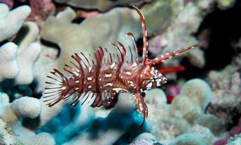 a fish with a long tail is swimming on a coral reef