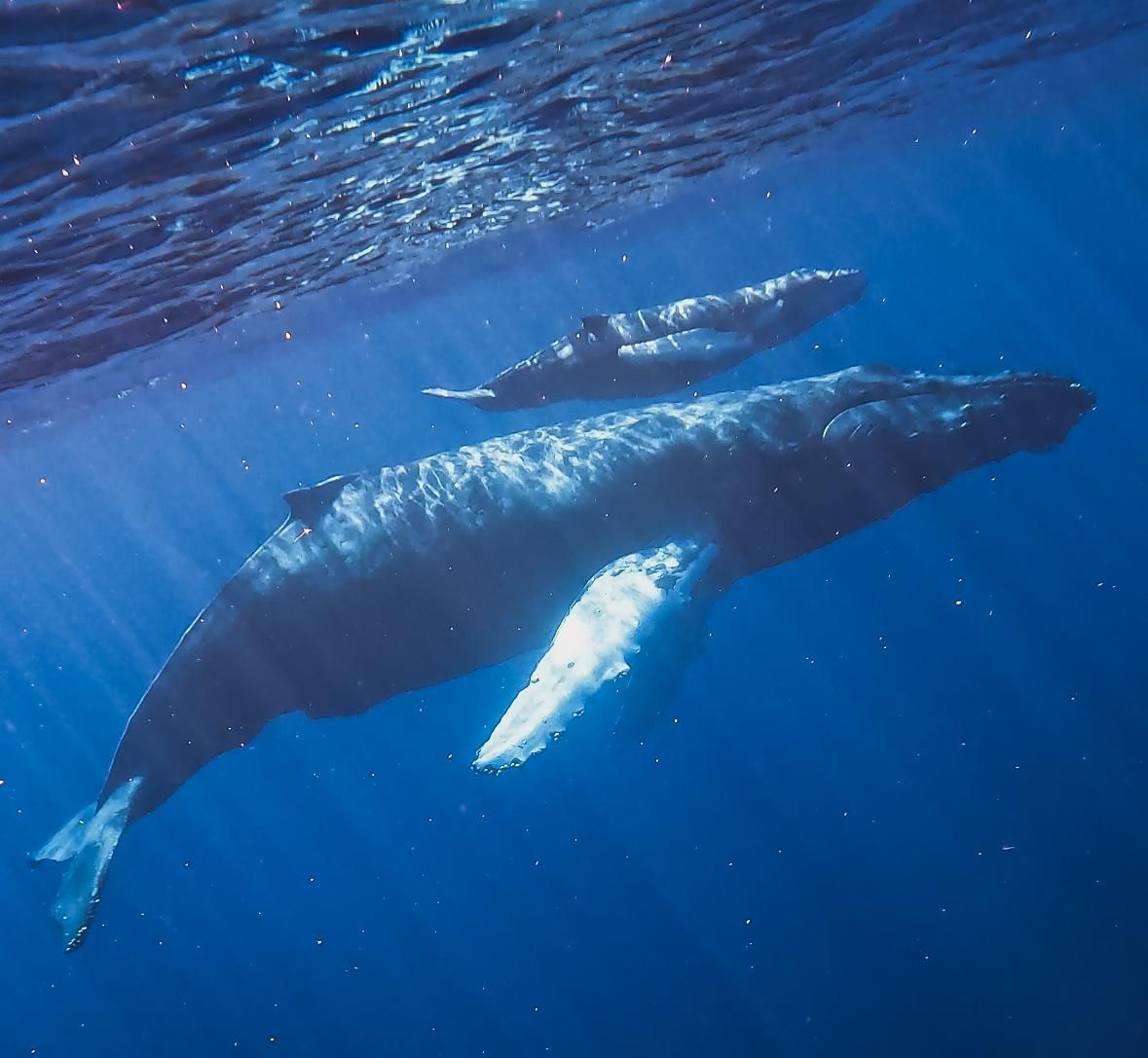 two humpback whales are swimming in the ocean