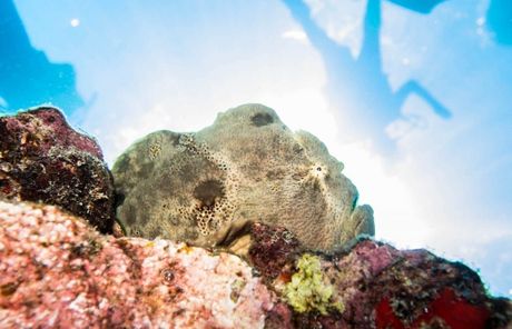 a sponge is sitting on a rock in the ocean
