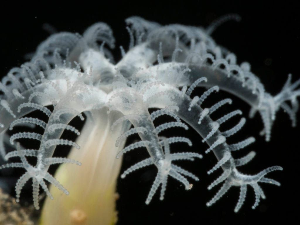a close up of a sea anemone with a black background