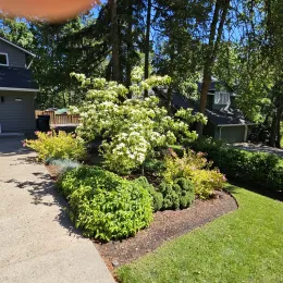 Front yard garden bed with white flowering shrub, green shrubs, and mulch beside a driveway and lawn
