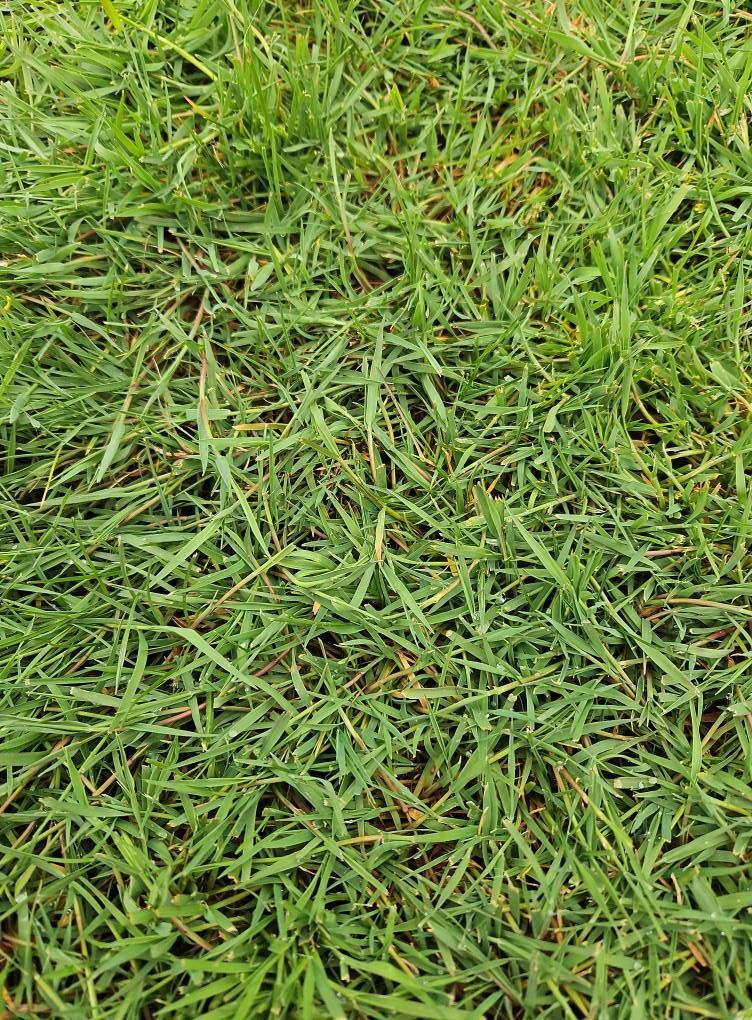 Close-up of dense green grass with a few brown blades mixed in